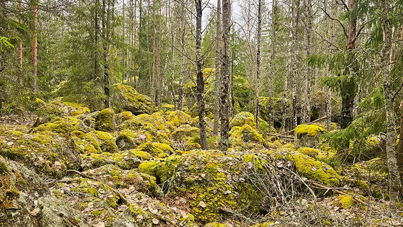 Skogsmiljö med mossklädda stenar, lav och mark täckt av löv. Blandade barr- och lövträd står glest utspridda i bakgrunden, och terrängen är kuperad med synliga klippor och stenblock. Foto.