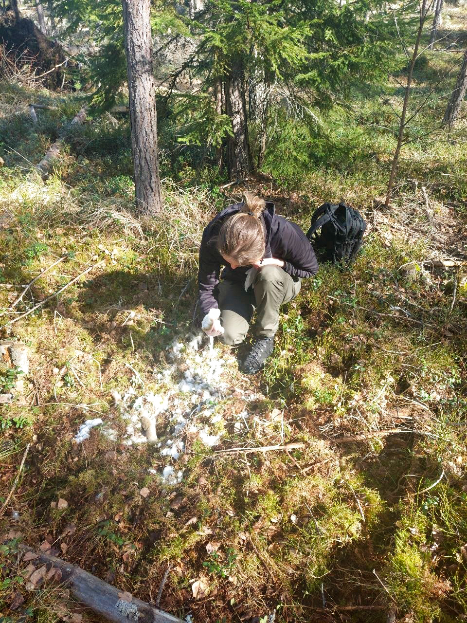 En person sitter på knä på skogsmark täckt av mossa och löv och undersöker en plats med utspridda vita och grå fjädrar och dun. Runtom finns träd och vegetation, och en ryggsäck ligger på marken bakom personen. Photo.