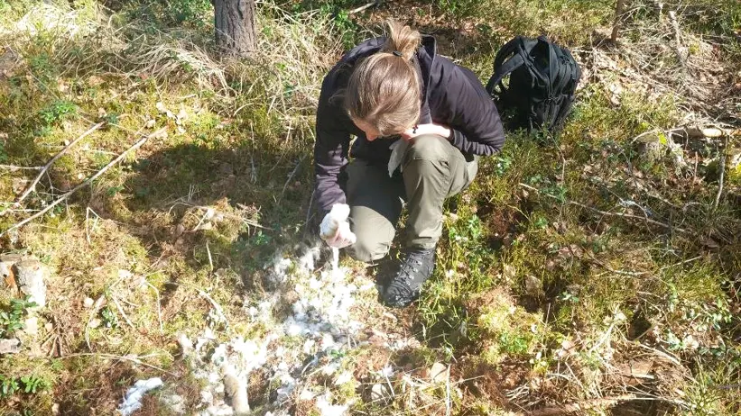 En person sitter på knä på skogsmark täckt av mossa och löv och undersöker en plats med utspridda vita och grå fjädrar och dun. Runtom finns träd och vegetation, och en ryggsäck ligger på marken bakom personen. Photo.