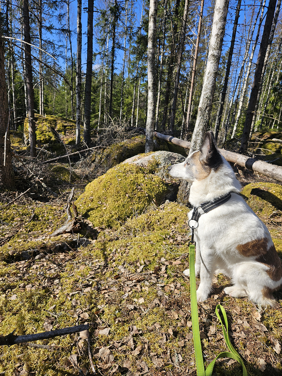En hund sitter stilla på skogsmark täckt av mossa, löv och stenblock. Hunden bär sele och koppel och är vänd mot skogen. Runtom syns trädstammar, mossklädda stenar och liggande död ved i solljus. Foto.
