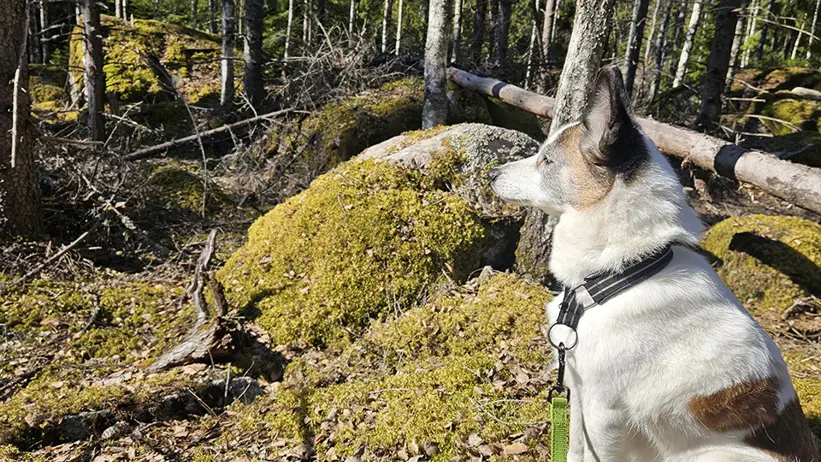 En hund sitter stilla på skogsmark täckt av mossa, löv och stenblock. Hunden bär sele och koppel och är vänd mot skogen. Runtom syns trädstammar, mossklädda stenar och liggande död ved i solljus. Foto.