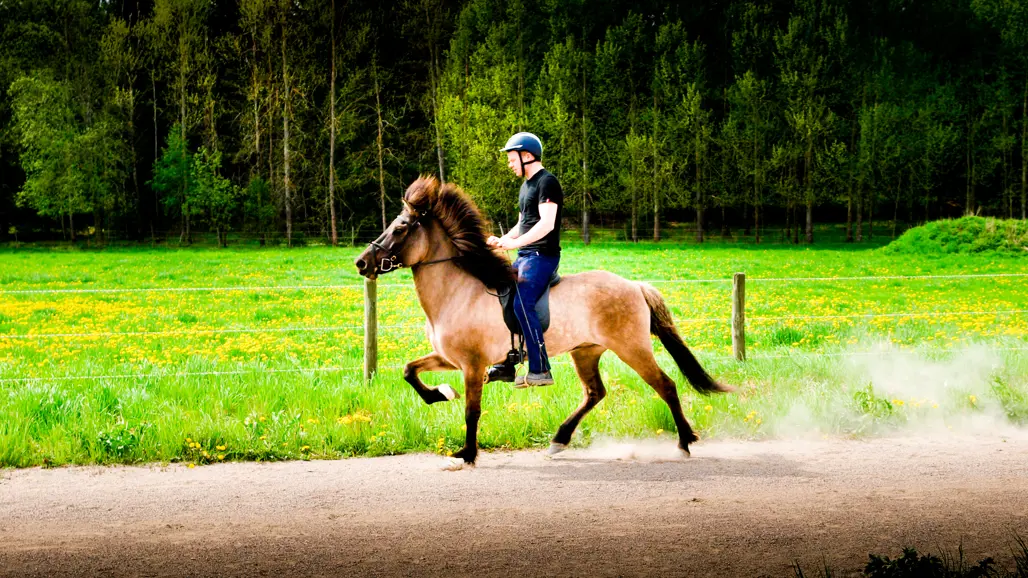 En man rider på en islandshäst.  Foto.