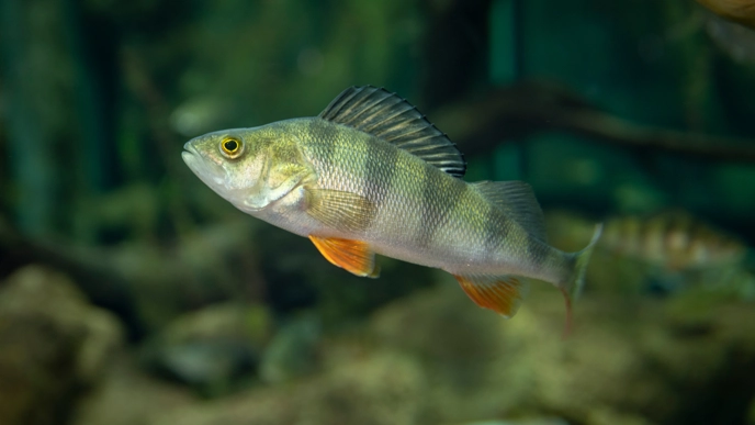 Abborre (Perca fluviatilis) i akvarium på Baltic Sea Science Center (BSSC), Skansen