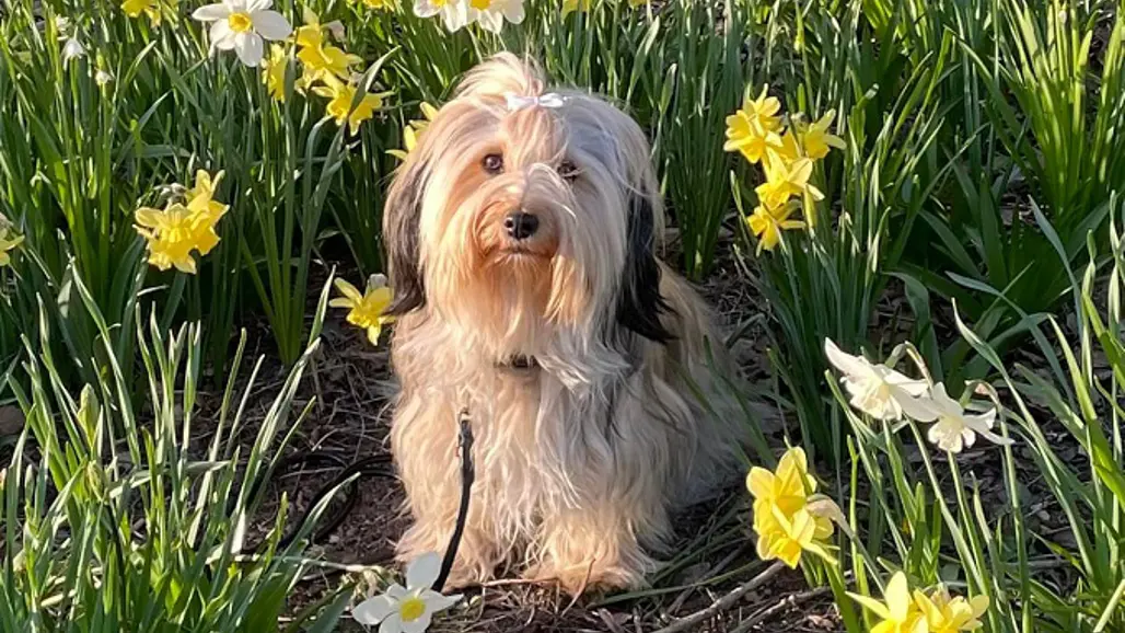 En Bichon Havanaise med en liten rosett på huvudet sitter ute i det gröna omgiven av gula påskliljor.