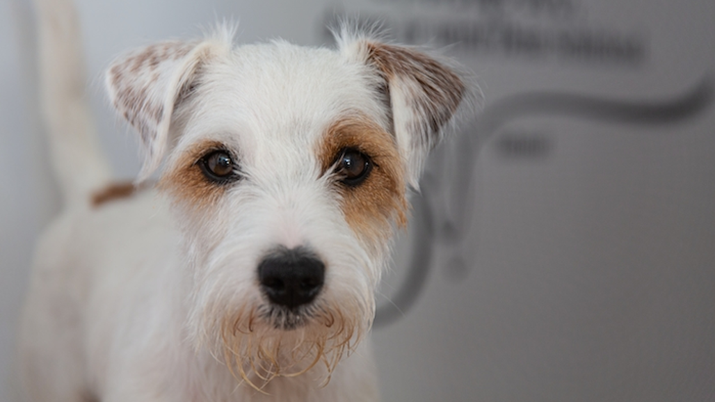 Parson russell terrier