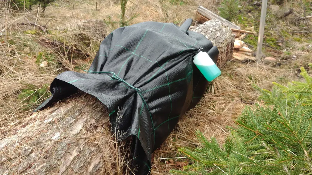 En fälld trädstam täckt med svart presenning, fastsatt med grönt snöre, i en skogsmiljö. På presenningen hänger en vit och grön plastbehållare. I bakgrunden syns torrt gräs, små granar och annan vegetation.