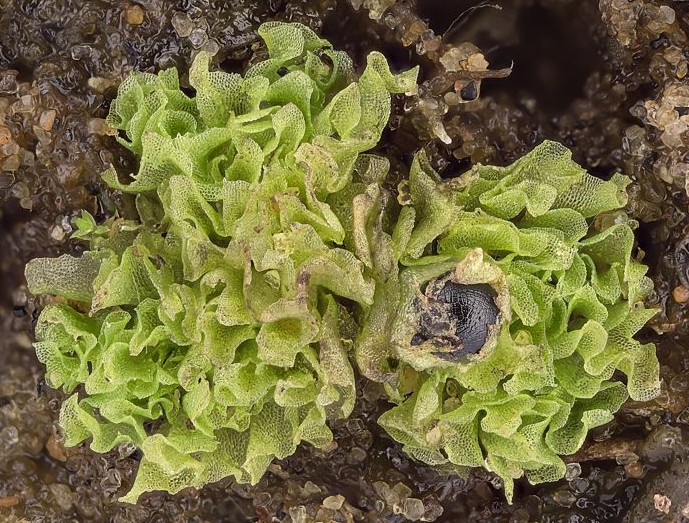 Grön, salladslik mossa. Foto