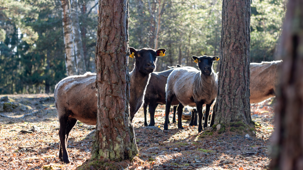 Dark-colored sheep in a forest.