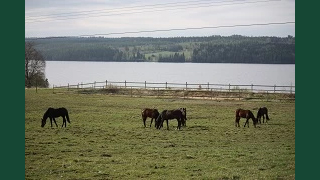 Foto av hästar i hage vid ett vattendrag.