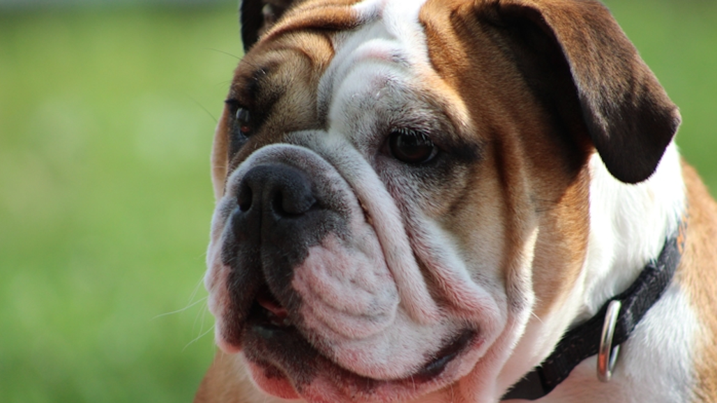 Engelsk bulldog