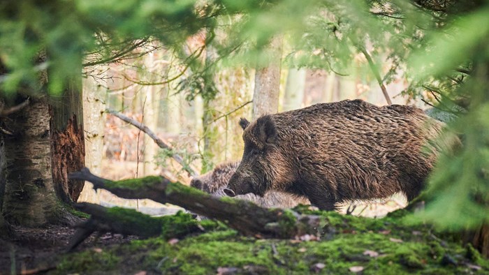 A wild boar in the woods. Photo.