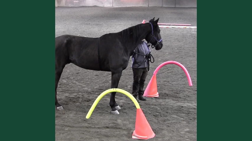 Foto av en häst stående i ett ridhus bredvid en människa och utrustning.