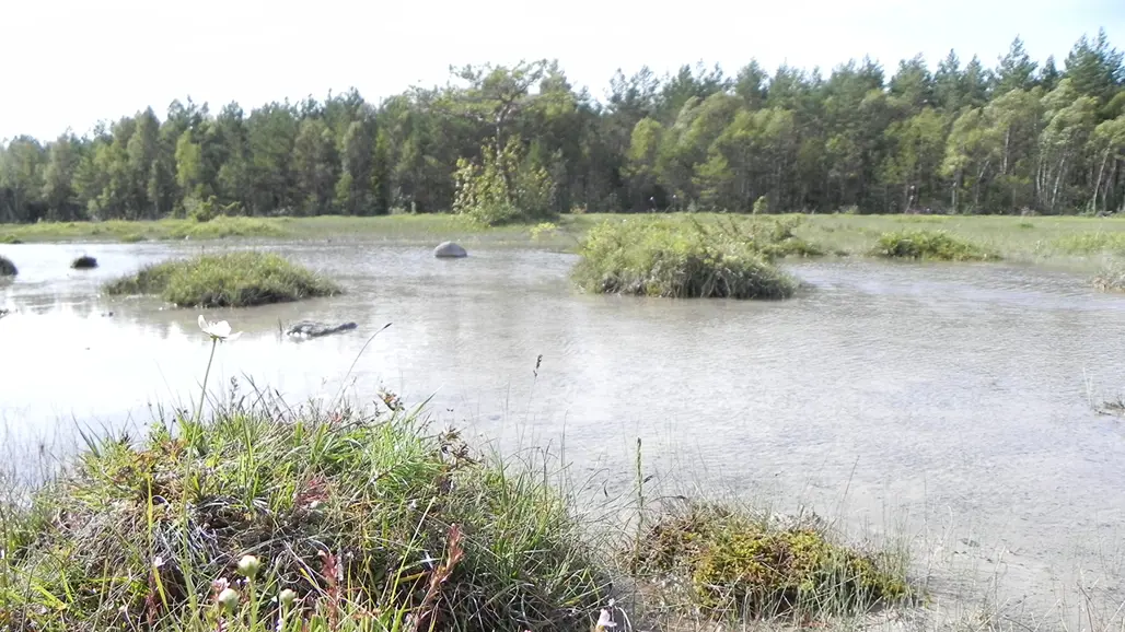 Grästuvor och vatten med skog i bakgrunden. Foto