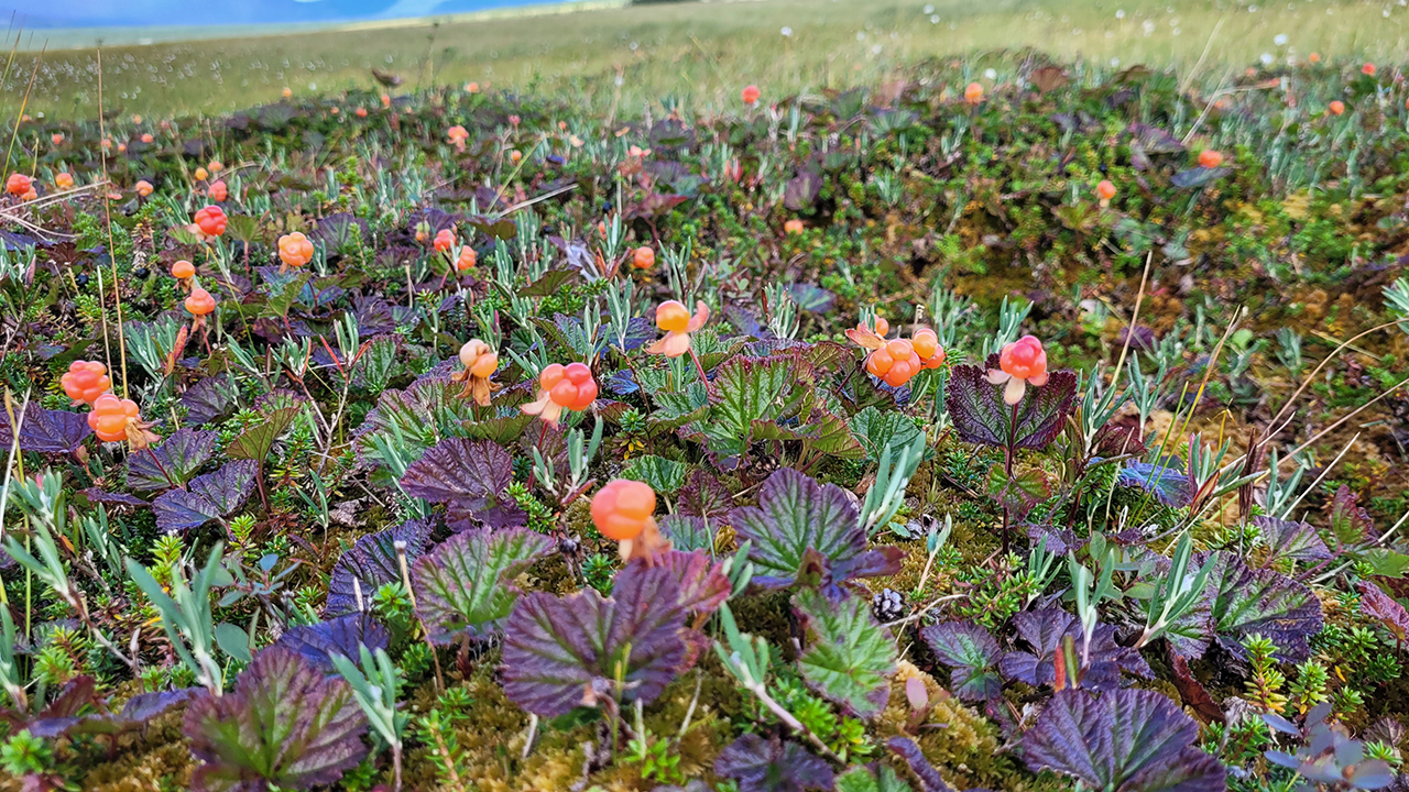 Röda bär, lila blad på brun-grön mark. Foto