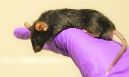 Black laboratory mouse standing in a gloved hand with purple protective gloves
