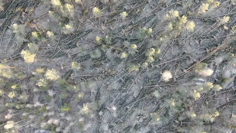 Stormskadad skog ovan ifrån. Foto.