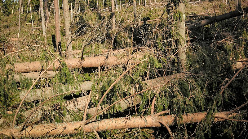 Stormfälld skog. Foto. 