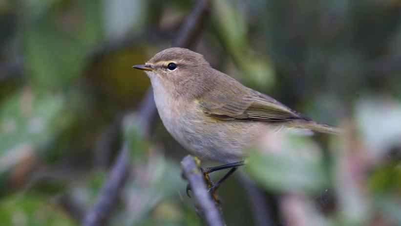 Gråbrun, liten fågel sitter på en kvist. Foto