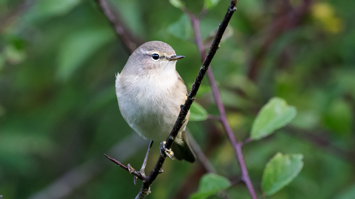 Liten grå, vit och brun fågel sitter på en kvist. Foto
