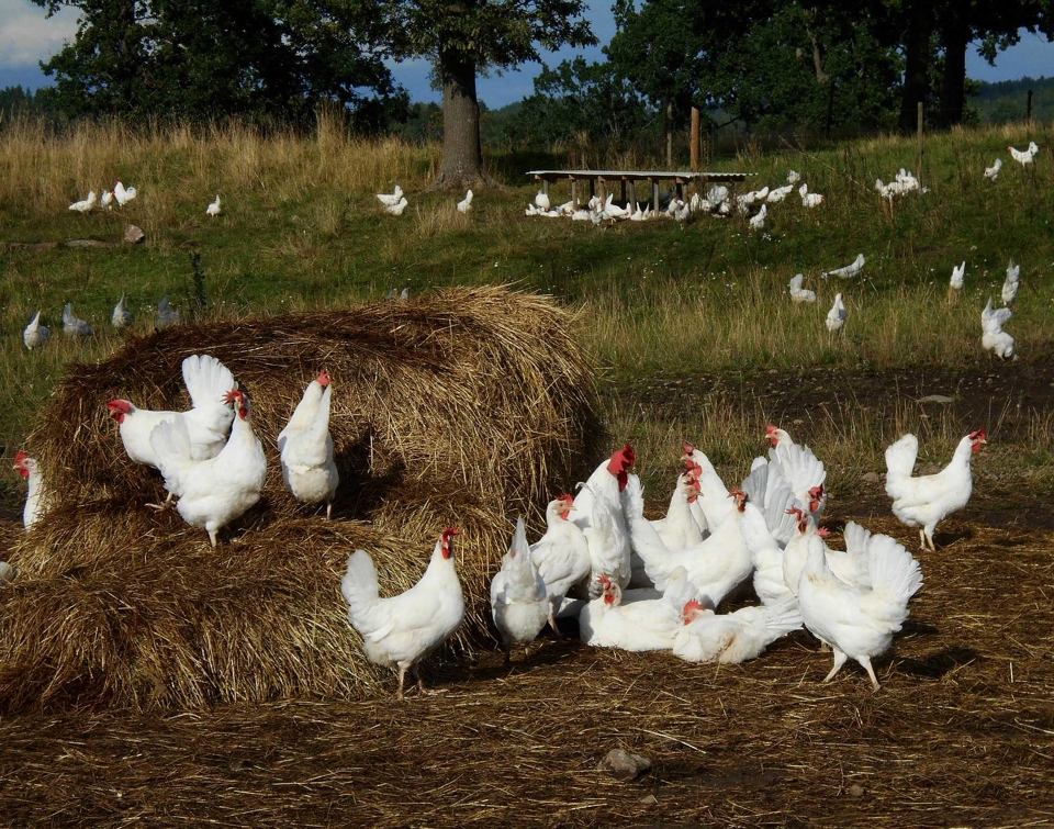 free ranging outdoor laying hens