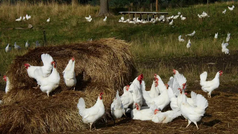 free ranging outdoor laying hens