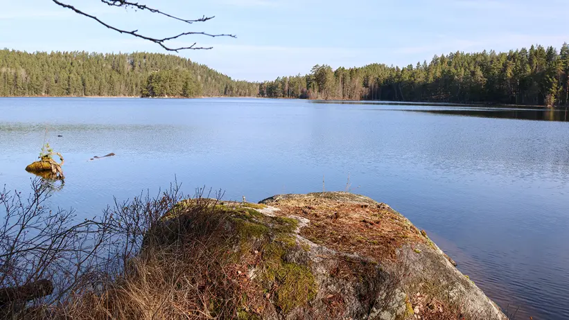 En stilla sjö omgiven av tät barrskog. I förgrunden syns en stor mossbeklädd sten med torrt gräs och grenar runt omkring. Sjöns vatten är lugnt och speglar den klarblå himlen. En liten sten med några växter på sticker upp ur vattnet nära stranden. I horisonten fortsätter skogen under en ljus himmel. Foto.