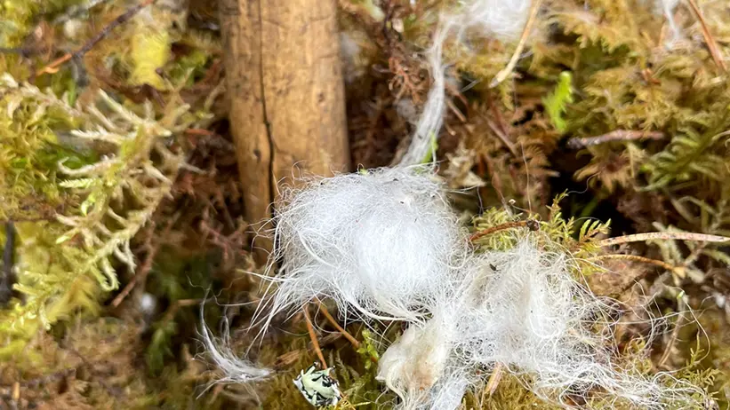 En närbild av en träpinne som står vertikalt i marken, omgiven av grön och brun mossa. Flera tussar av vit djurpäls sitter fast i mossan runt pinnen. Foto.