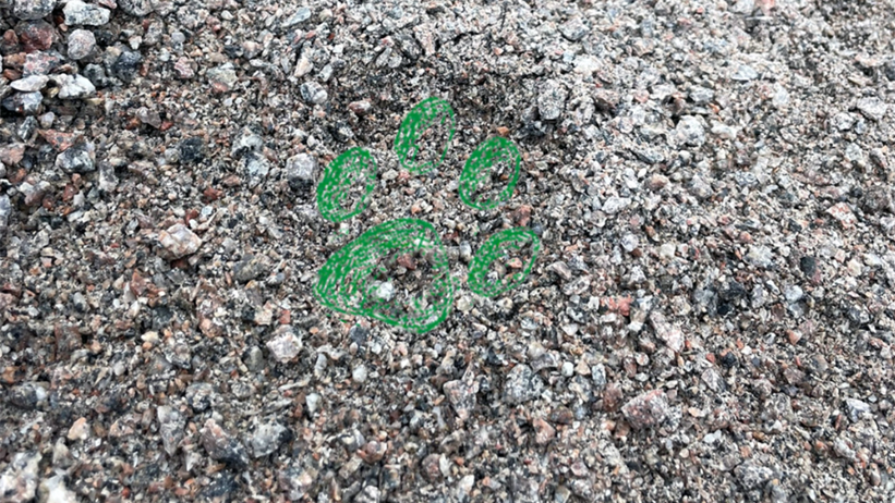 Närbild av en grusyta med små stenar och grus. I mitten av bilden syns en grön kontur av ett tassavtryck ritad på gruset. Foto och illustration.