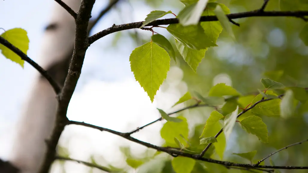 En närbild av gröna björklöv på en gren, med solljus som filtreras genom bladen. Bakgrunden visar en oskarp vy av fler träd och en klar himmel.
