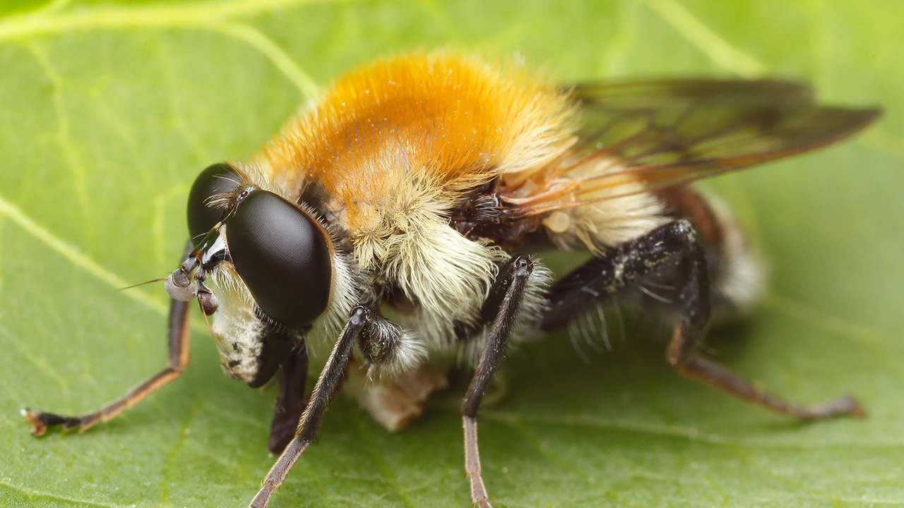 En hårig, orangebrun fluga sitter på ett grönt blad. Mellankroppen är tätt täckt av ljusa och orange hår, medan bakkroppen är mörkare och segmenterad. Ögonen är stora och svarta. De genomskinliga vingarna ligger bakåt längs kroppen. Benen är smala och mörka och vilar mot bladets yta. Foto