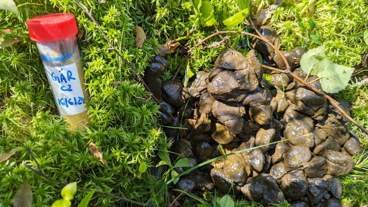 Provrör för spillningsprov bredvid älgspillning på mossig mark i skogsmiljö.