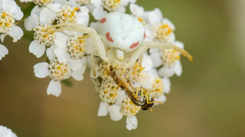 A spider and a fly on a flower. Photo.