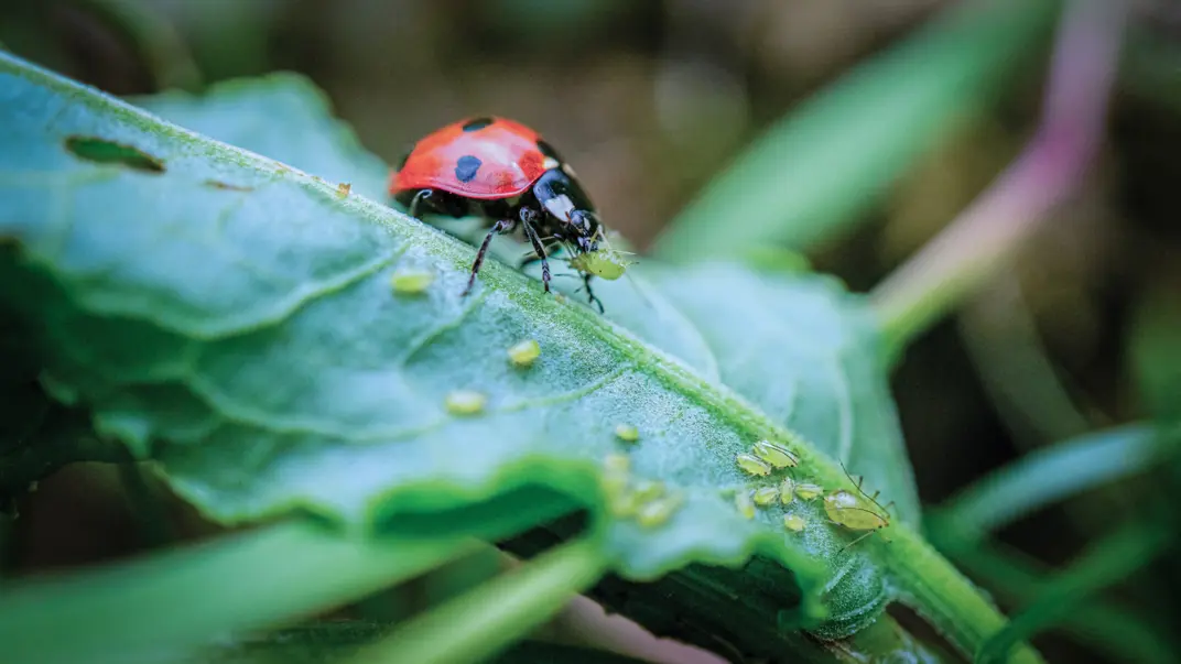 A ladybird eats aphids. Photo.