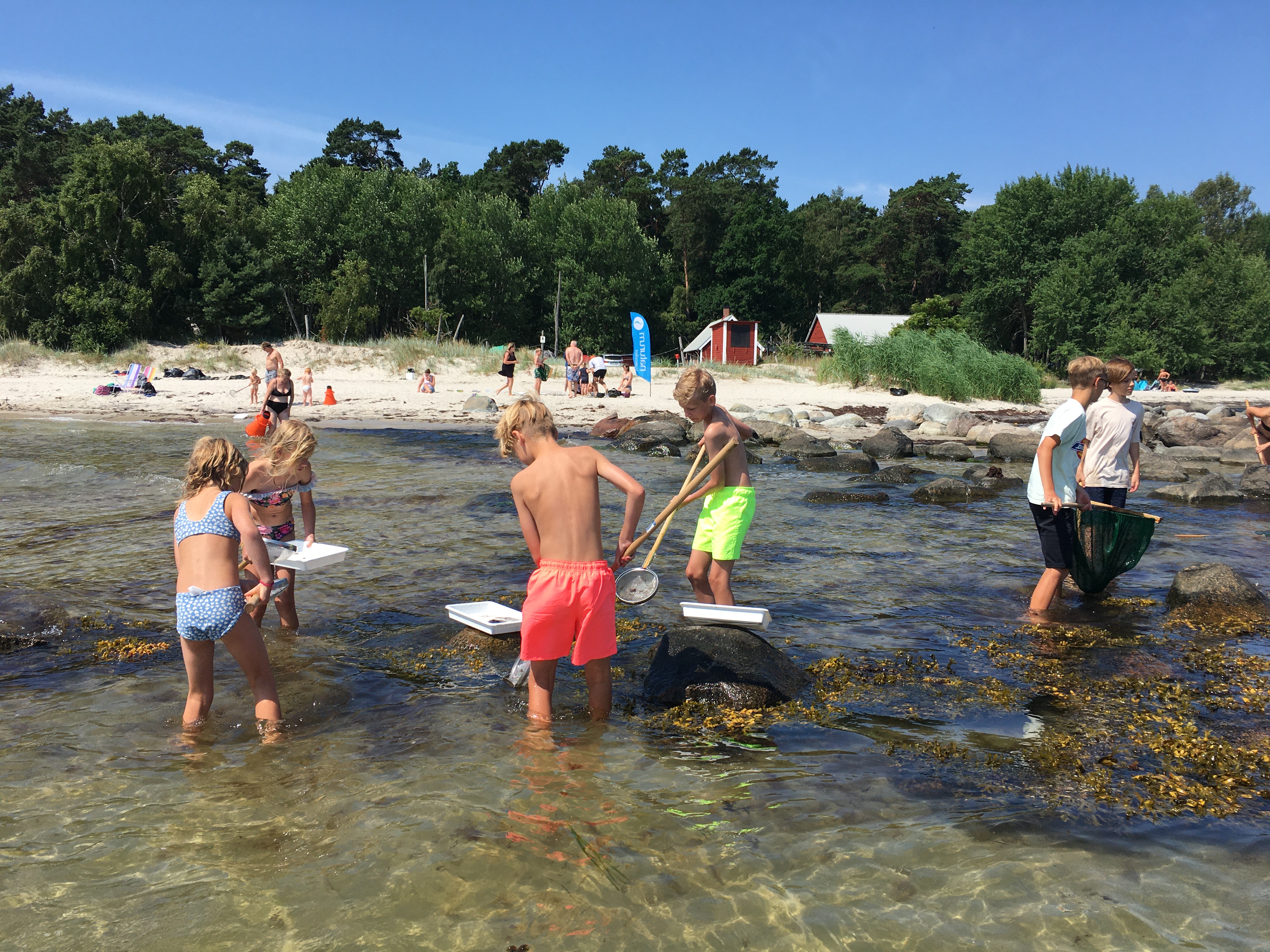 En grupp med barn står i ett vattenbryn och håvar efter kryp. 