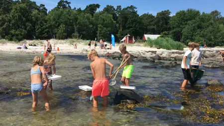 En grupp med barn står i ett vattenbryn och håvar efter kryp.