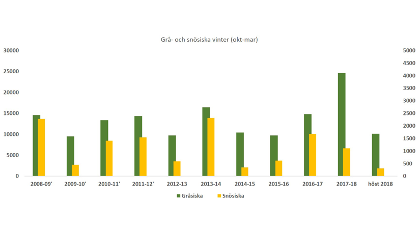 Stapeldiagram som visar antalet rapporterade snösiskor respektive gråsiskor för olika år. Diagram