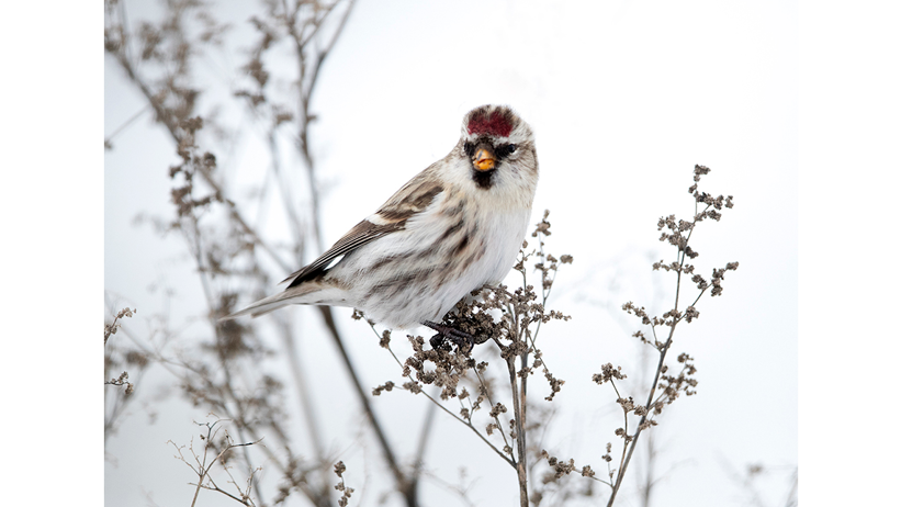 Vit och grå fågel med röd fläck i pannan sitter på kvist. Foto