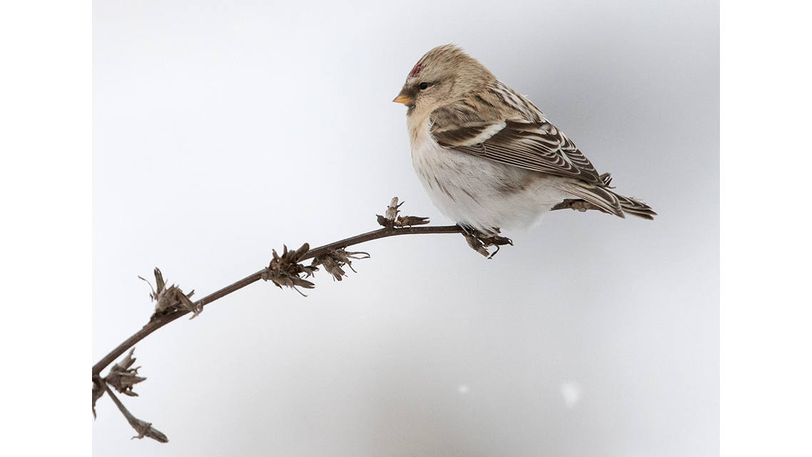 Fågel med vit mage, vitgrå vingar, beige huvud och röd prick i pannan sitter på kvist. Foto