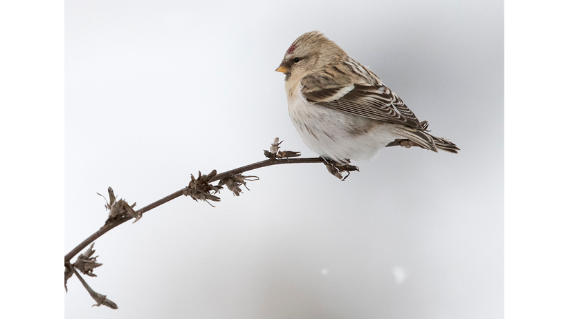 Fågel med vit mage, vitgrå vingar, beige huvud och röd prick i pannan sitter på kvist. Foto