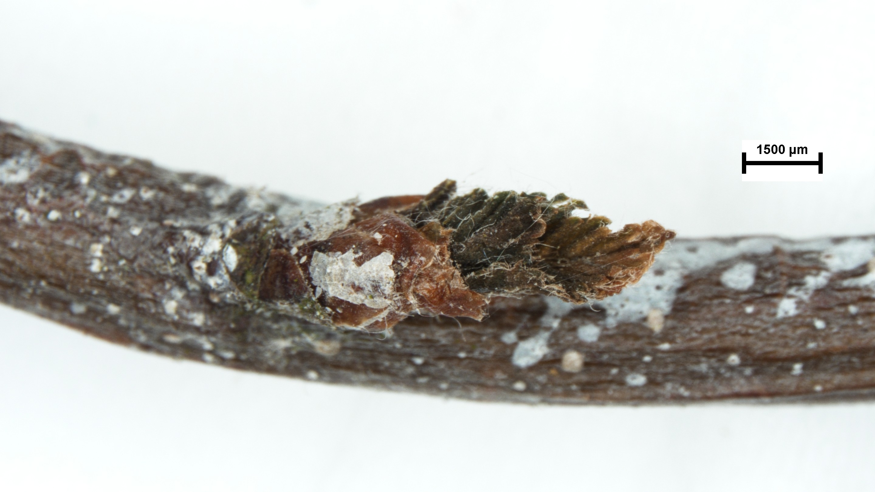 Närbild på kvist med symptom. Foto. 