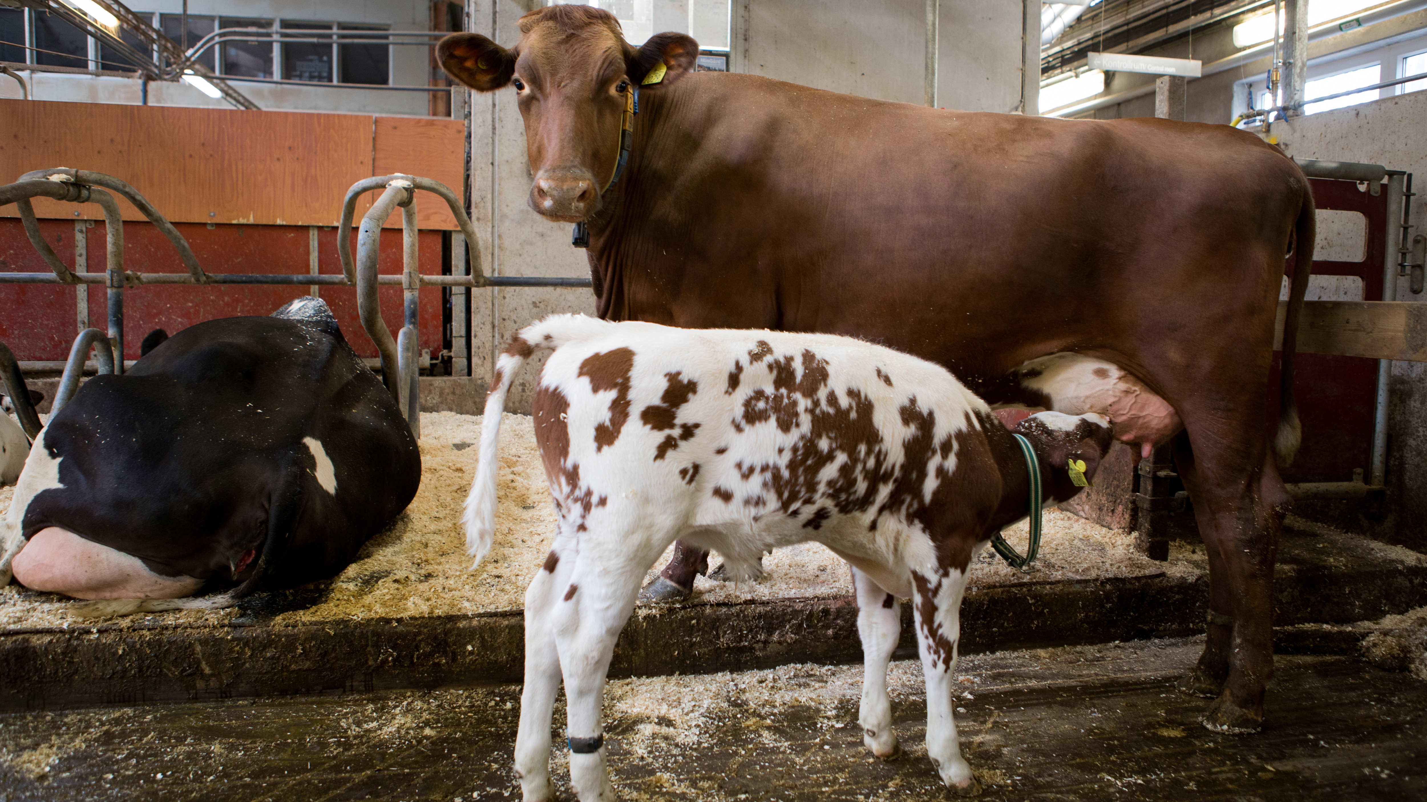 A brown and white spotted calf milks a brown cow. Next to it, a black and white cow is resting in a stall. Photo