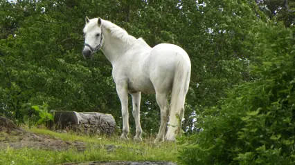 Vit häst med grimma i en grön skogsmiljö