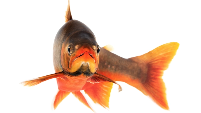 Close-up of a vividly colored fish with striking orange and brown hues, facing forward against a white background.