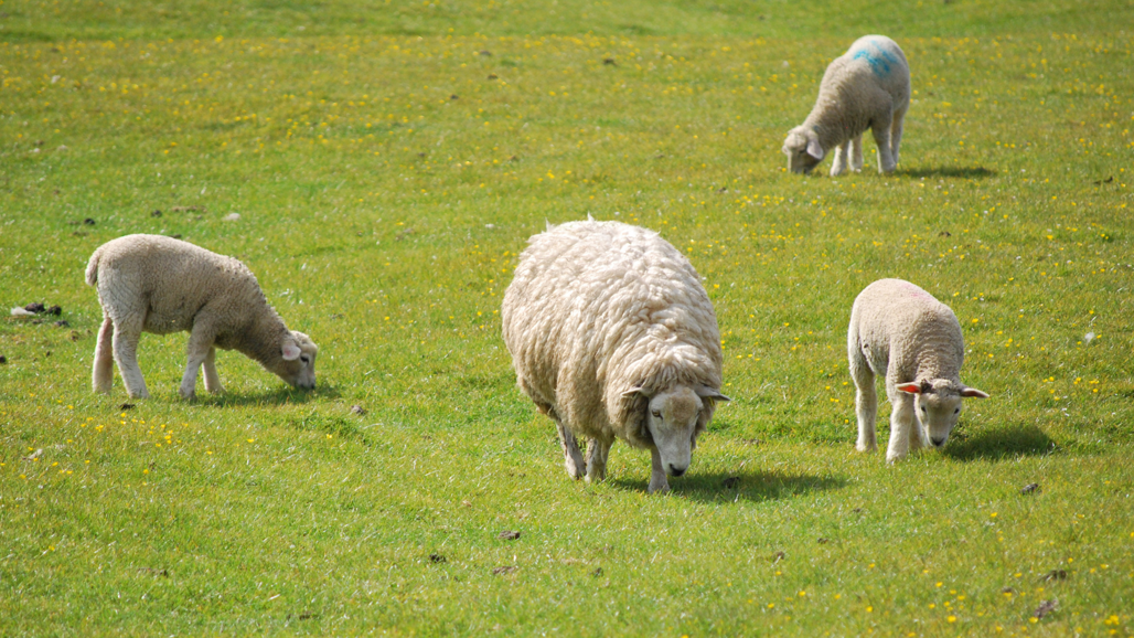 Vita får som betar.