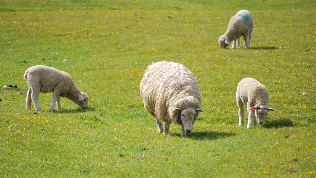 White sheep grazing.