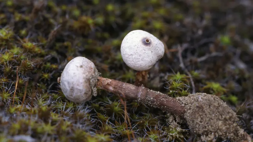 Två små röksvampar med klotrunda, ljusa sporhus på smala stjälkar i mossa.