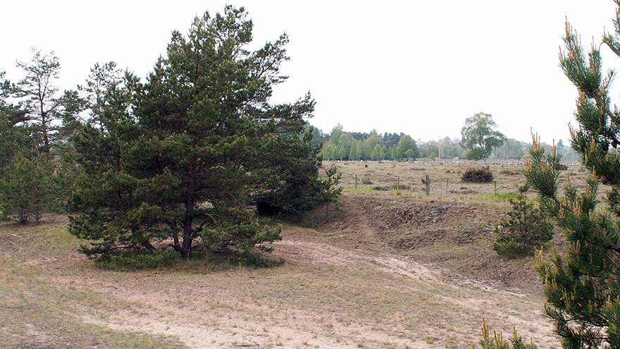 Torr, sandig mark med glesa tallar och sparsam vegetation.