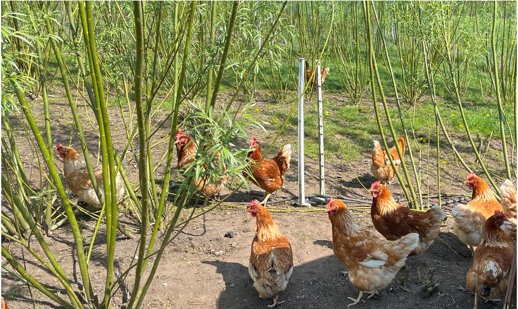 Ljusbruna hönor i buskage. Foto.