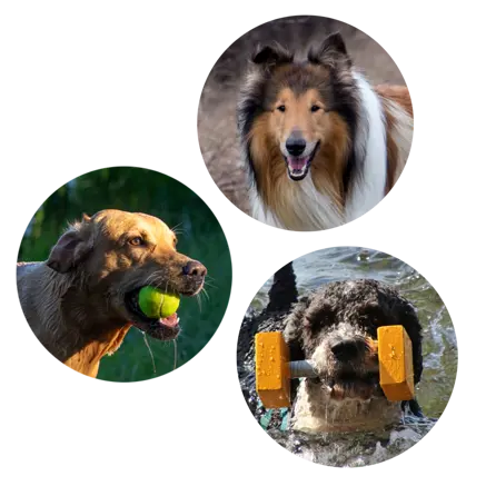 Collage med bilder av hundraserna långhårig collie, labrador retriever och perro de agua español.