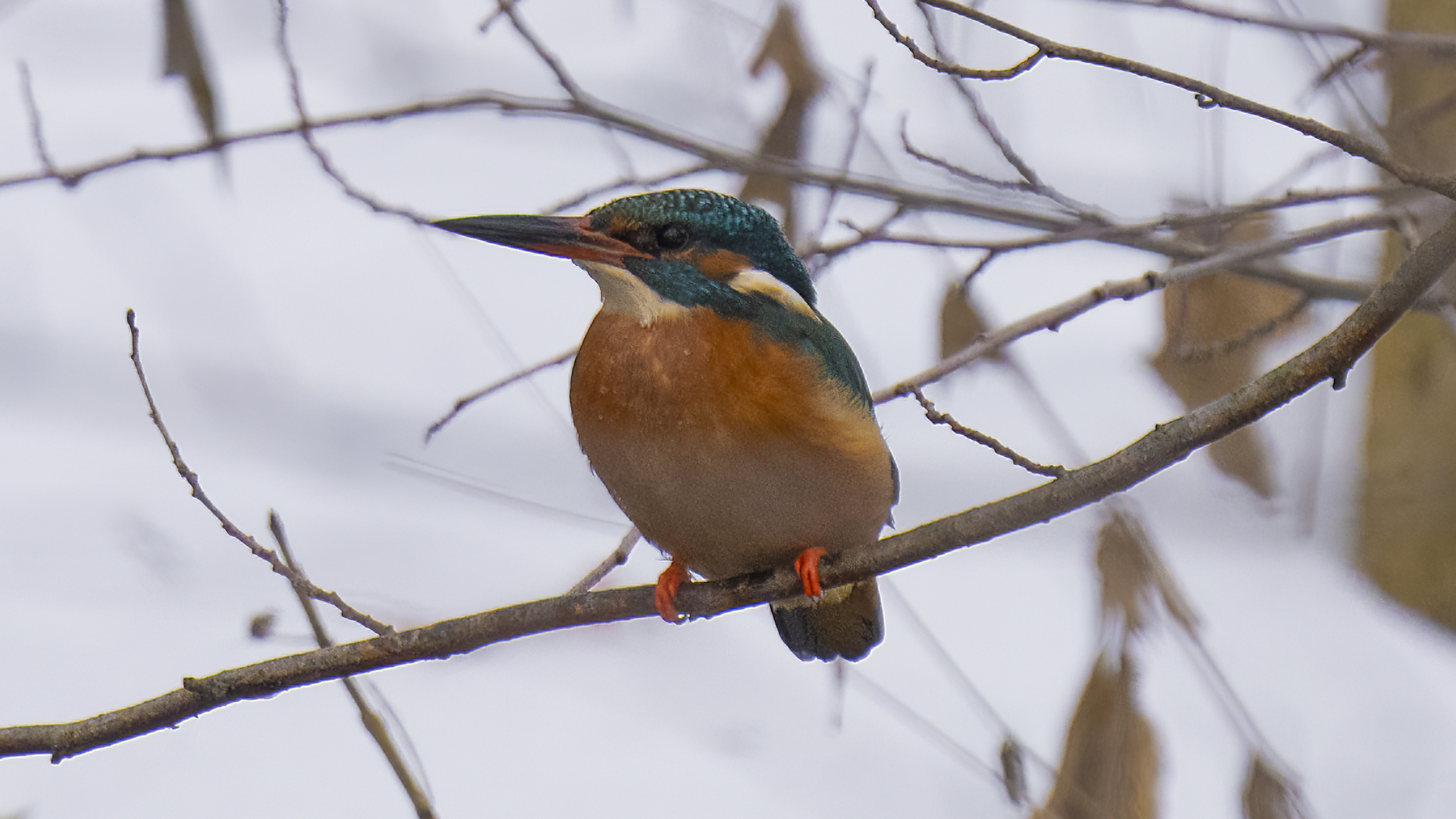 Fågel (kungsfiskare) på gren i vinterlandskap